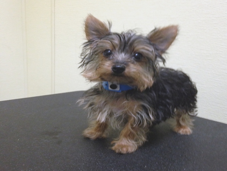 727x549 Yorkie Puppy Drawing - Yorkie Puppy Drawings