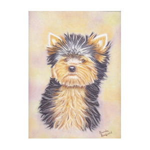 300x300 Yorkie Puppy Pastel - Yorkie Puppy Drawings