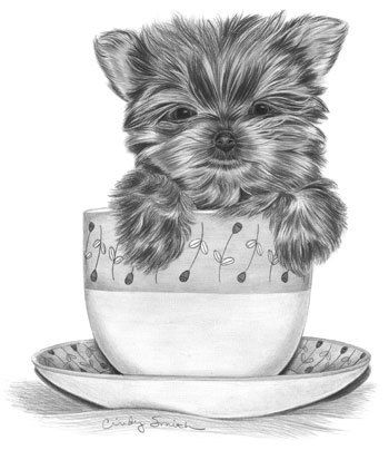 350x404 Yorkie In A Cup Oh My Sophiamia In Drawings, Puppy - Yorkie Puppy Drawings