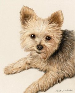 243x300 yorkshire terrier drawings fine art america - Yorkie Puppy Drawings