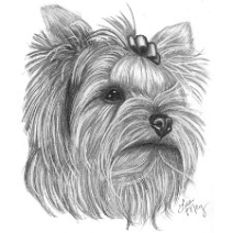 212x212  - Yorkie Puppy Drawings