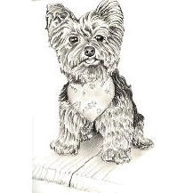 217x217  - Yorkie Puppy Drawings