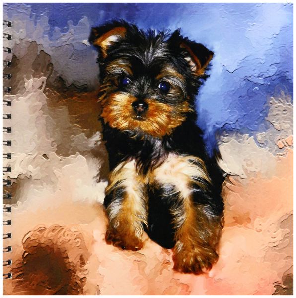 596x600 Dogs Toy Yorkie - Yorkie Puppy Drawings