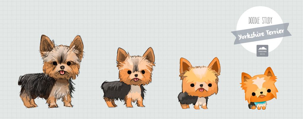 1024x402 Here's The Latest Addition To The Puppy Family, A Yorkie - Yorkie Puppy Drawings