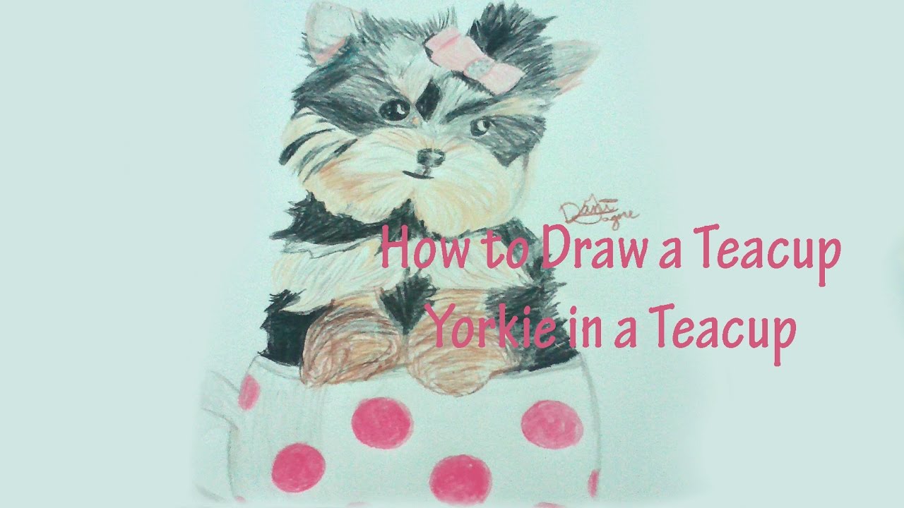 1280x720 how to draw a teacup yorkie in a teacup - Yorkie Puppy Drawings