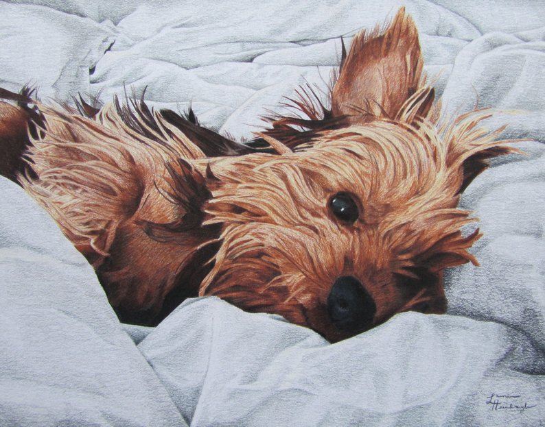 794x623 print of yorkshire terrier drawing etsy - Yorkshire Terrier Drawing