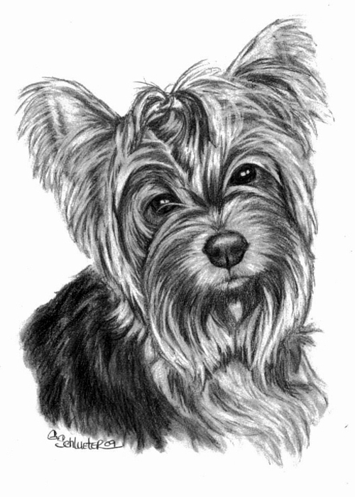 500x700 the yorkshire terrier drawing - Yorkshire Terrier Drawing