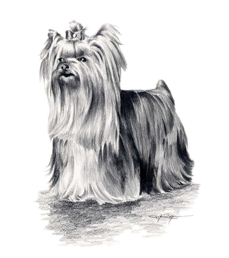 794x896 yorkshire terrier dog pencil drawing art print - Yorkshire Terrier Drawing