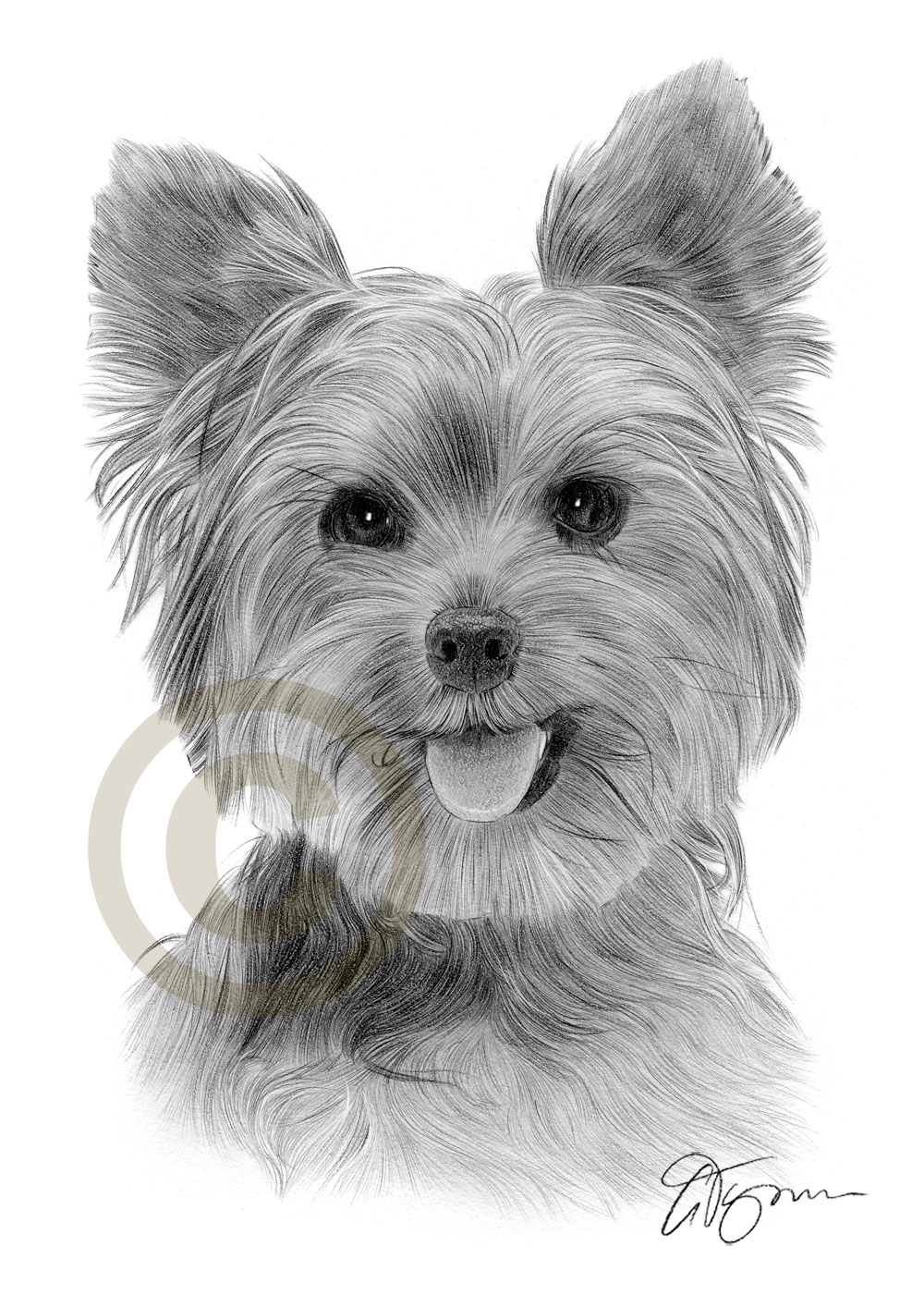 1000x1414 yorkshire terrier art pencil drawing print sizes signed - Yorkshire Terrier Drawing