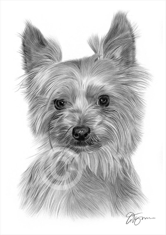 570x807 yorkshire terrier dog pencil drawing print artwork signed - Yorkshire Terrier Drawing
