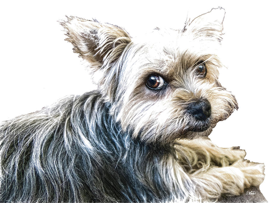 900x674 yorkshire terrier - Yorkshire Terrier Drawing