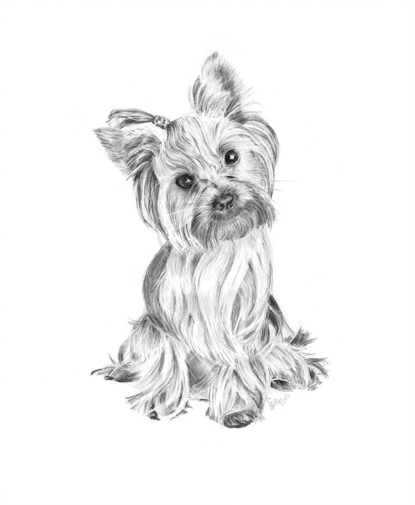 811x986 yorkshire terrier - Yorkshire Terrier Drawing
