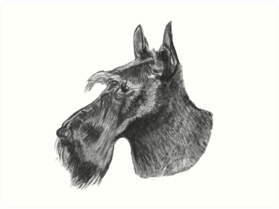 549x413 yorkshire terrier dog pencil drawing art prints - Yorkshire Terrier Drawing