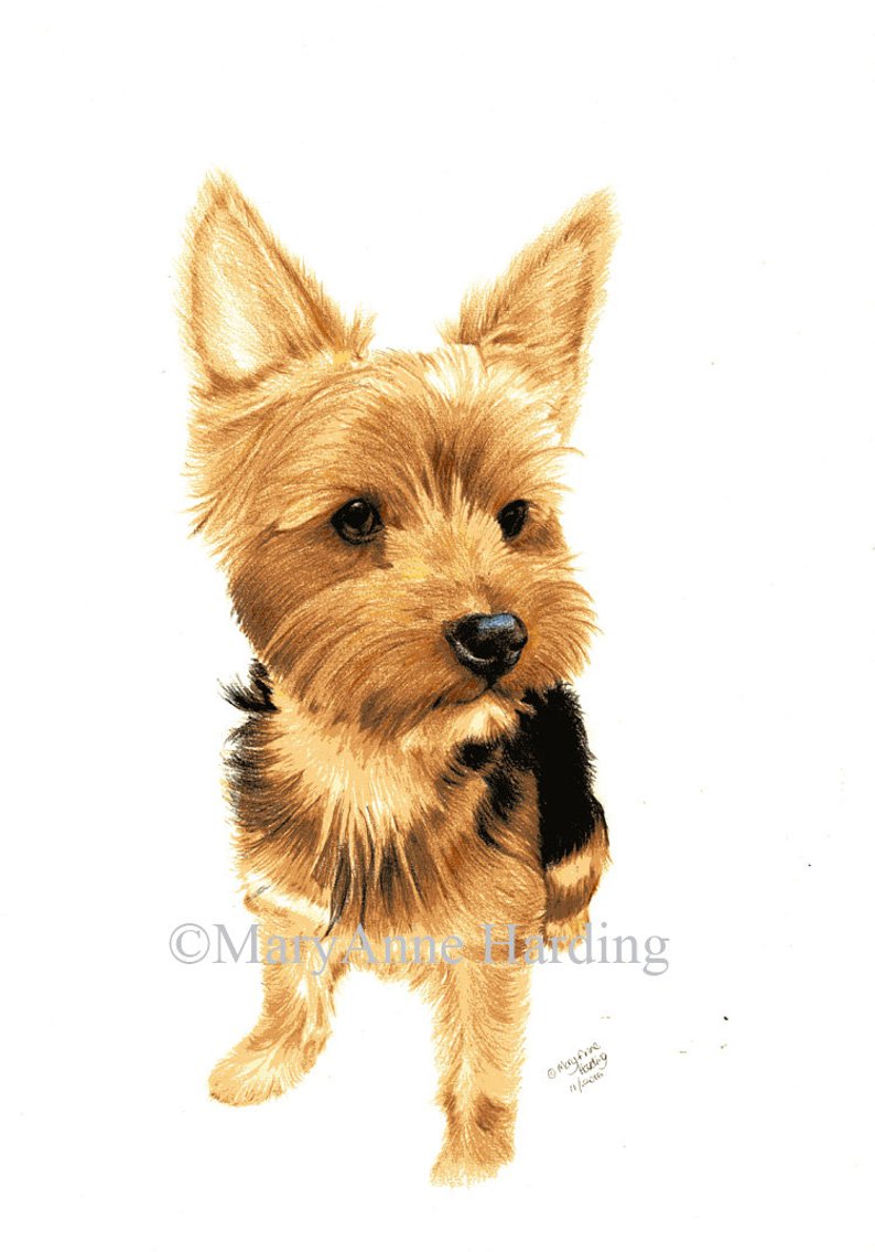 794x1135 yorkshire terrier drawing colored pencil drawing of etsy - Yorkshire Terrier Drawing