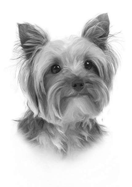 429x606 yorkshire terrier drawing print picture kitchen home - Yorkshire Terrier Drawing