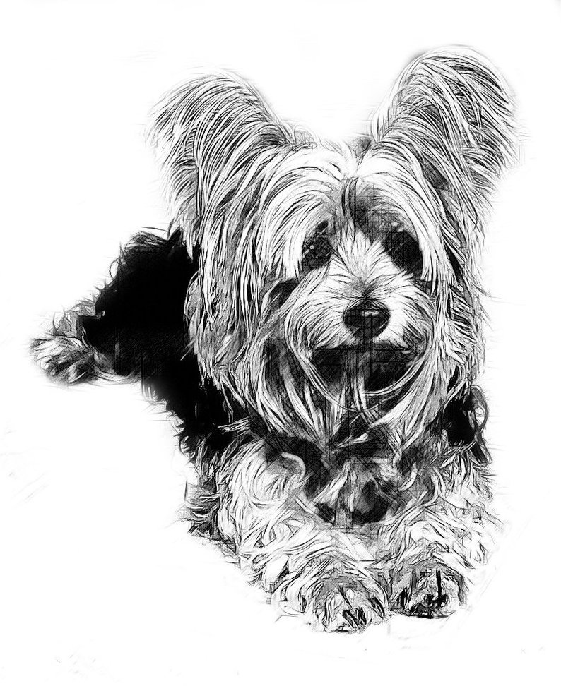 794x972 yorkshire terrier drawing t shirt drawings of all breeds are etsy - Yorkshire Terrier Drawing