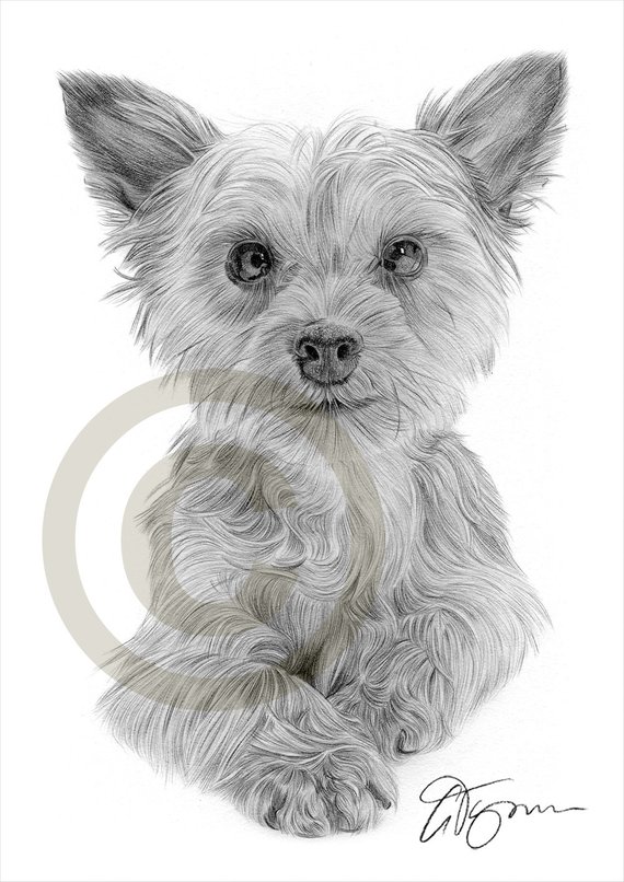 570x806 yorkshire terrier puppy pencil drawing print artwork etsy - Yorkshire Terrier Drawing