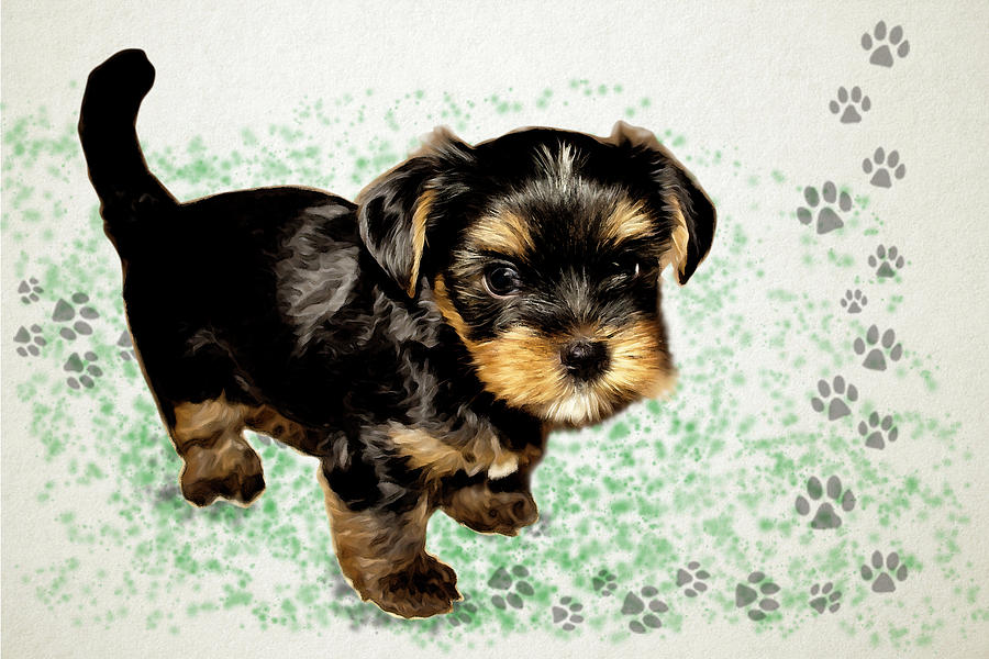 900x600 yorkshire terrier drawing drawing - Yorkshire Terrier Drawing