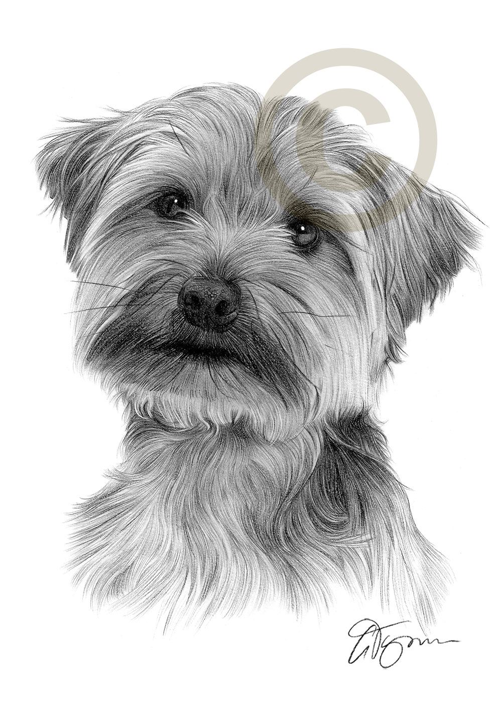 1000x1414 pencil drawing of a young yorkshire terrier - Yorkshire Terrier Drawing