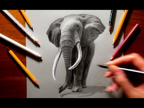 480x360 Graphite Drawing Of An Elephant - Youtube Elephant Drawing