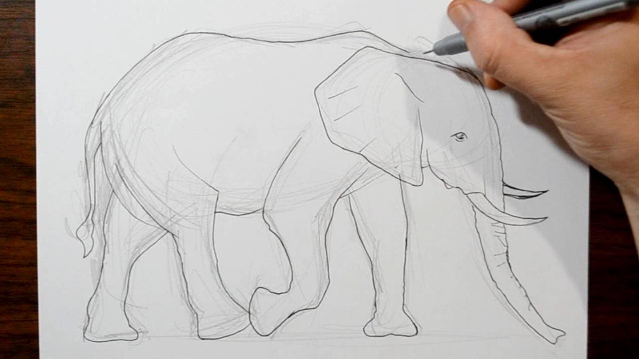 1280x720 How To Draw An Elephant - Youtube Elephant Drawing