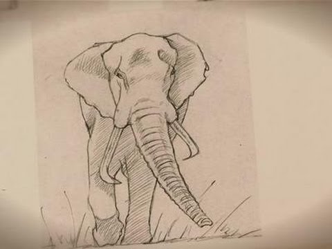 480x360 How To Draw An Elephant - Youtube Elephant Drawing