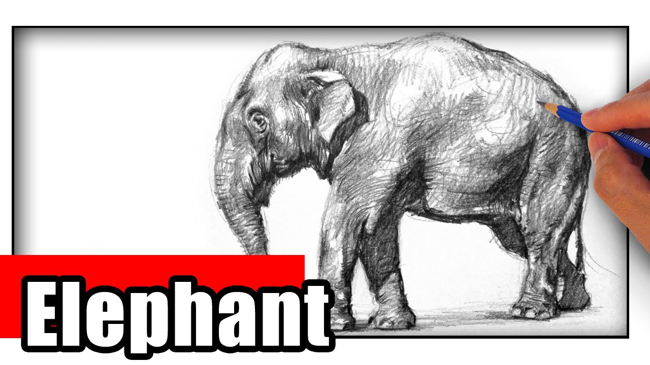 1280x720 How To Draw An Elephant The Easy Way - Youtube Elephant Drawing