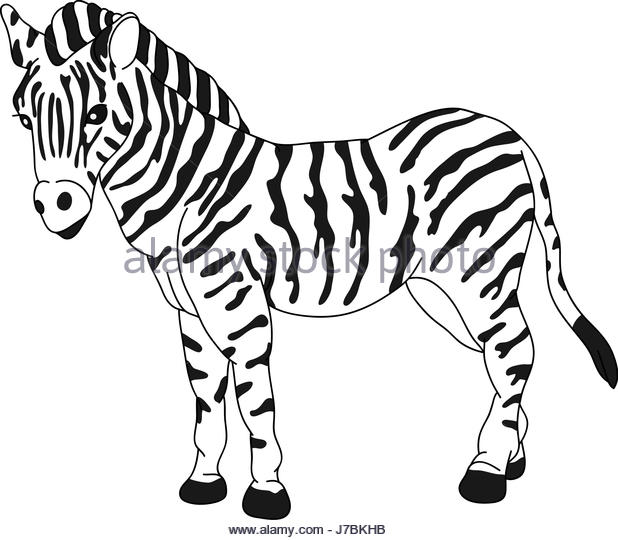 618x540 Zebra Cartoon Drawing - Zebra Cartoon Drawing