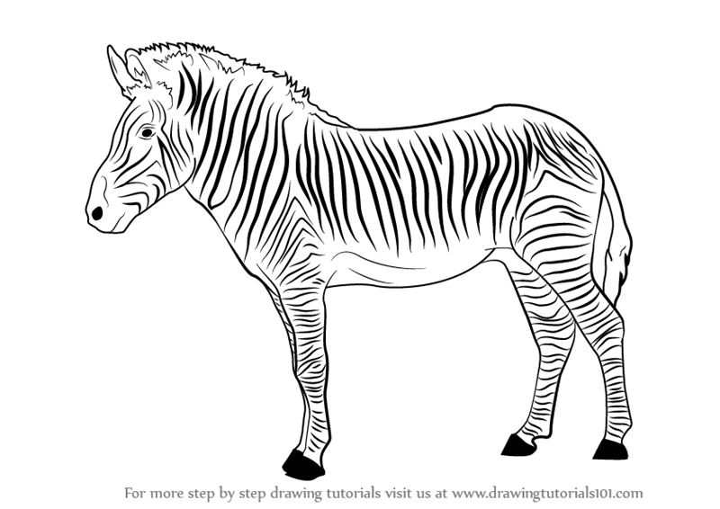 800x566 Learn How To Draw A Zebra - Zebra Drawing