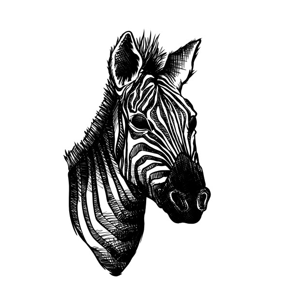 Zebra Drawing at PaintingValley.com | Explore collection of Zebra Drawing