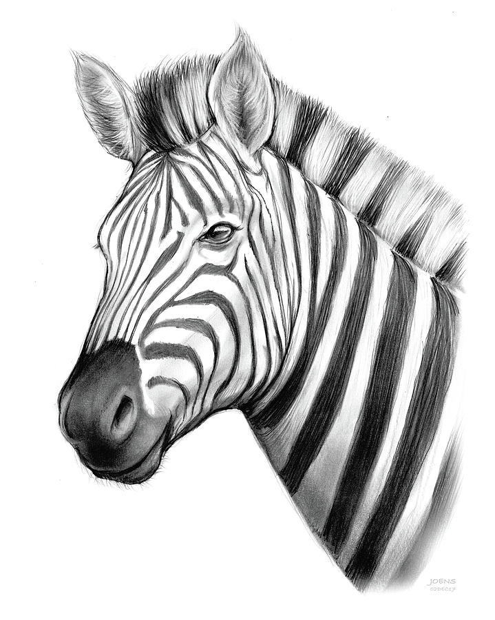 719x900 Zebra Drawing - Zebra Drawing