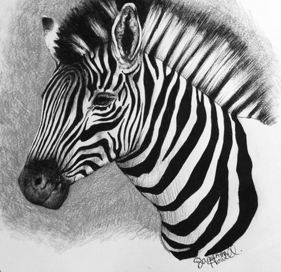 900x871 Zebra Drawing - Zebra Drawing