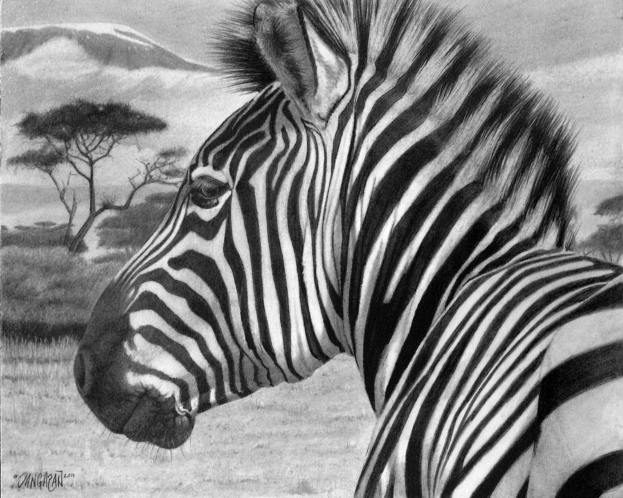900x720 Zebra Drawing - Zebra Drawing