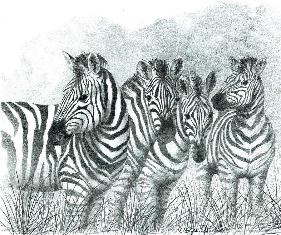900x755 Zebra Quartet Drawing - Zebra Drawing