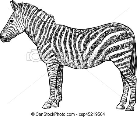 450x387 Zebra Illustration, Drawing, Engraving, Ink, Line Art, Vector - Zebra Drawing