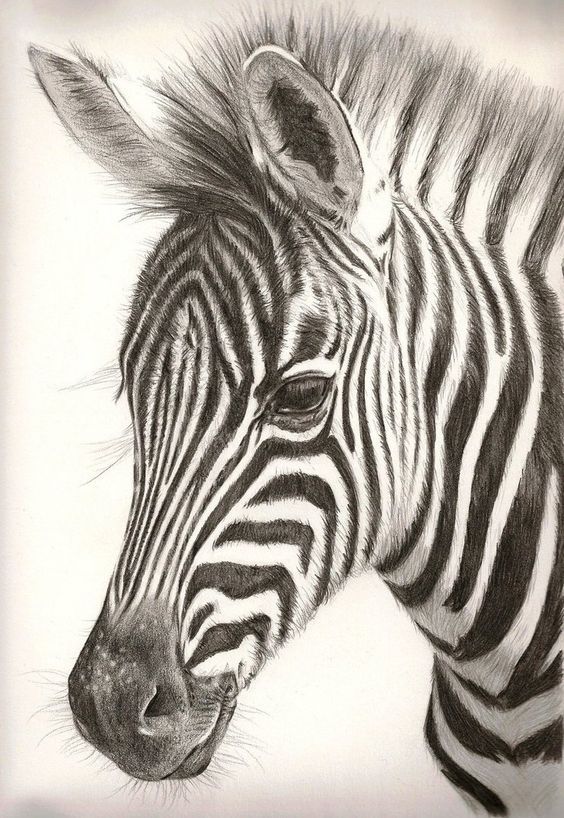 564x818 Colored Pencil Zebra Drawing - Zebra Drawing
