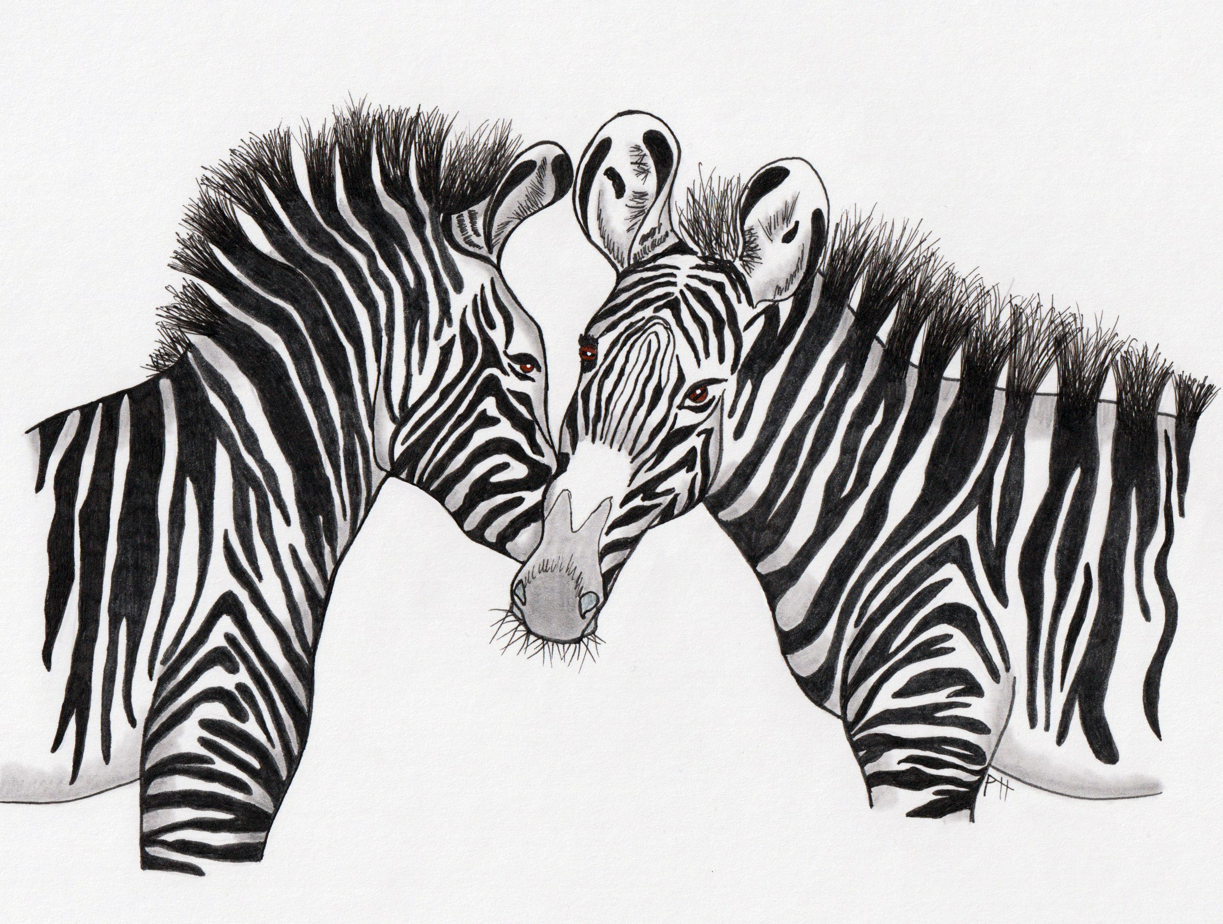 2403x1816 How To Draw A Grevy's Zebra Tutorial - Zebra Drawing