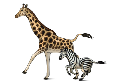 400x277 How To Draw Animals Zebras And Giraffes - Zebra Drawing For Kid
