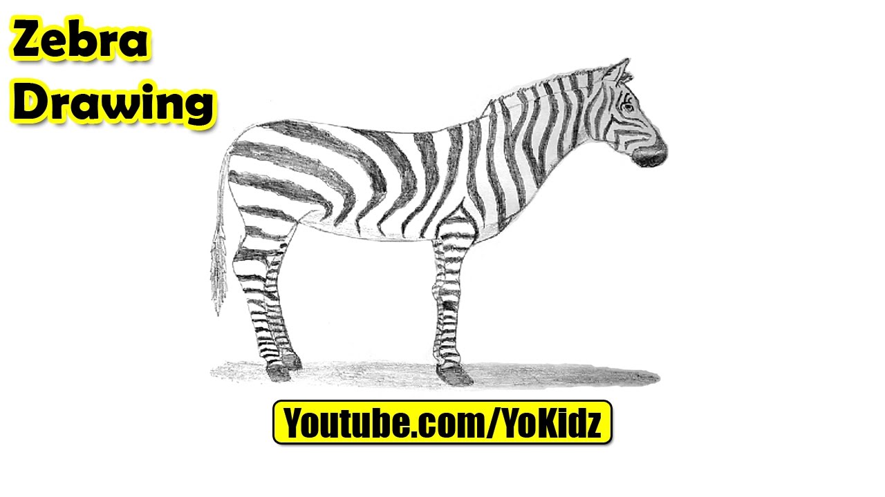 1280x720 How To Draw A Zebra For Kids - Zebra Drawing For Kid