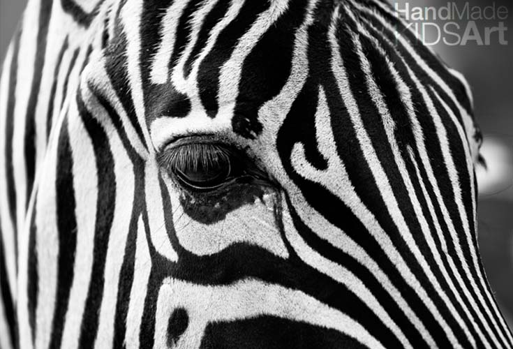 735x500 Print And Draw Steam Drawing Ideas For Kids - Zebra Drawing For Kid