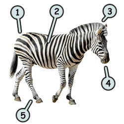 250x250 Drawing A Cartoon Zebra - Zebra Drawing For Kid