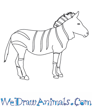 300x350 How To Draw A Mountain Zebra - Zebra Drawing Step By Step