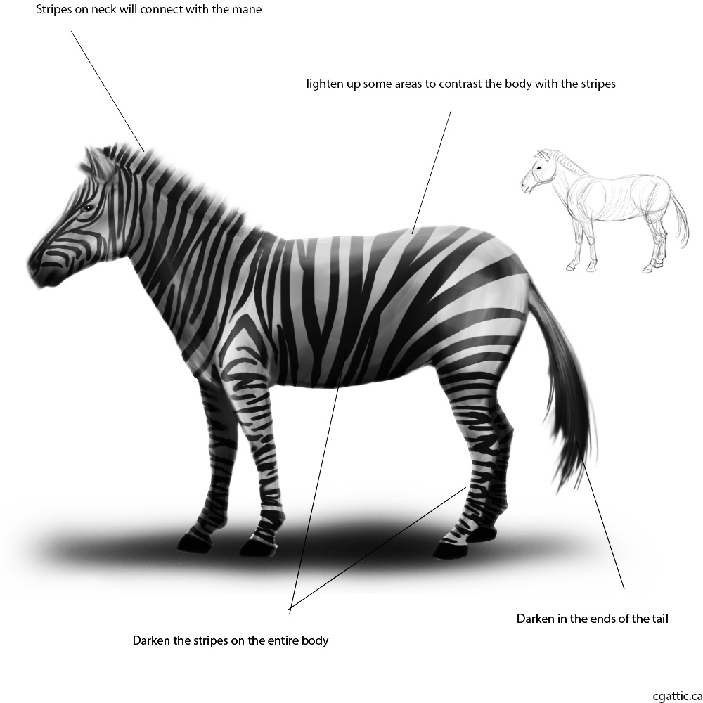1000x1000 How To Draw A Zebra In Steps With Photoshop - Zebra Drawing Step By Step