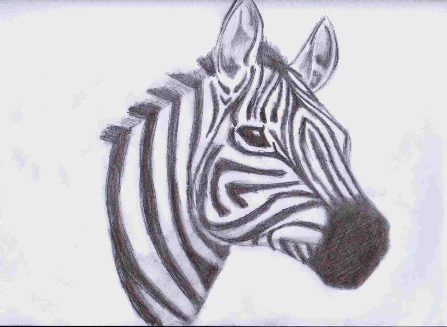 1899x1392 A Zebra Step - Zebra Drawing Step By Step
