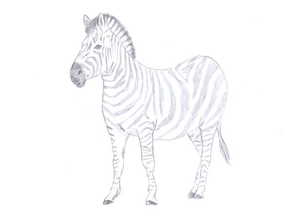 620x450 how to draw a zebra zebra sketch step - Zebra Face Drawing