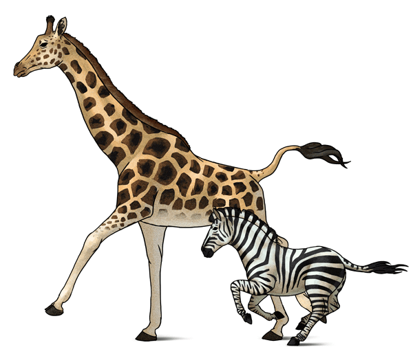 600x518 How To Draw Animals Zebras And Giraffes - Zebra Face Drawing