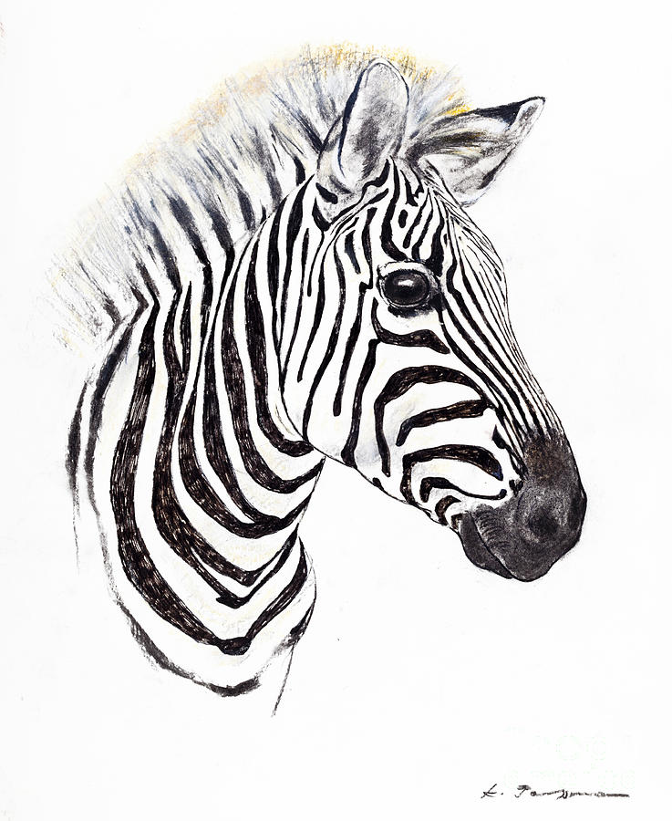 737x900 Zebra Face Drawing - Zebra Face Drawing