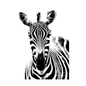 300x300 Zebra Face Photograph - Zebra Face Drawing