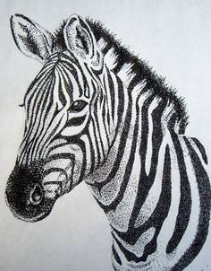 236x302 A Zebra Drawing I Drew For A Friend's Graduation Present Way Back - Zebra Face Drawing