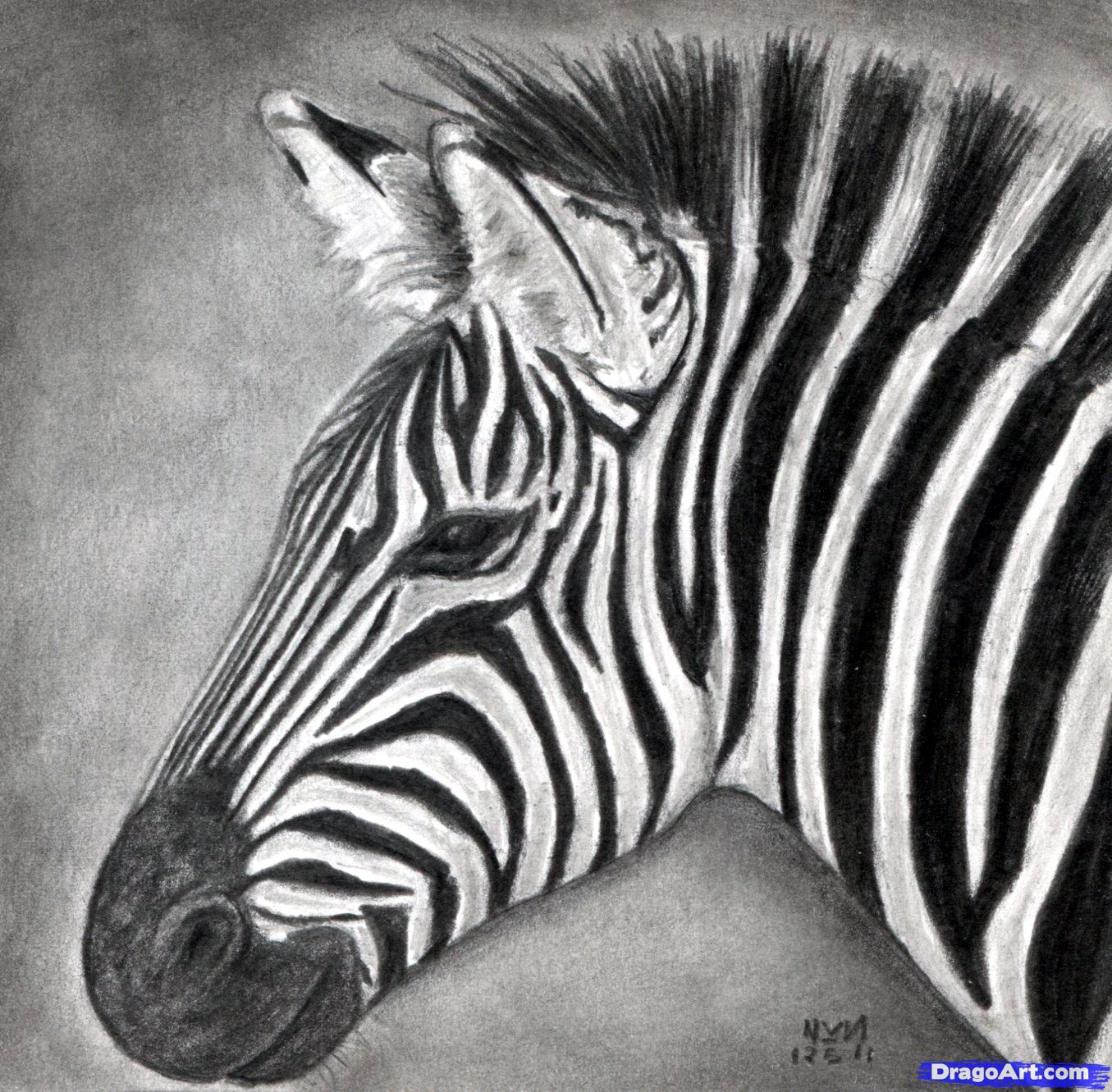 1355x1331 how to draw a zebra, draw a realistic zebra, step - Zebra Head Drawing